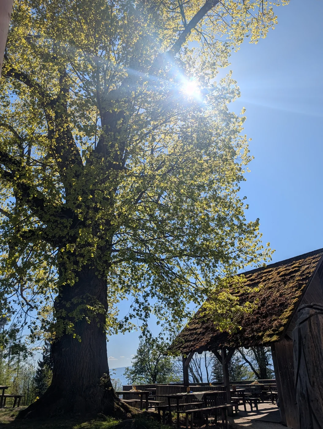 Sonnenlicht in einer Baumkrone neben einem moosbedeckten Dach
