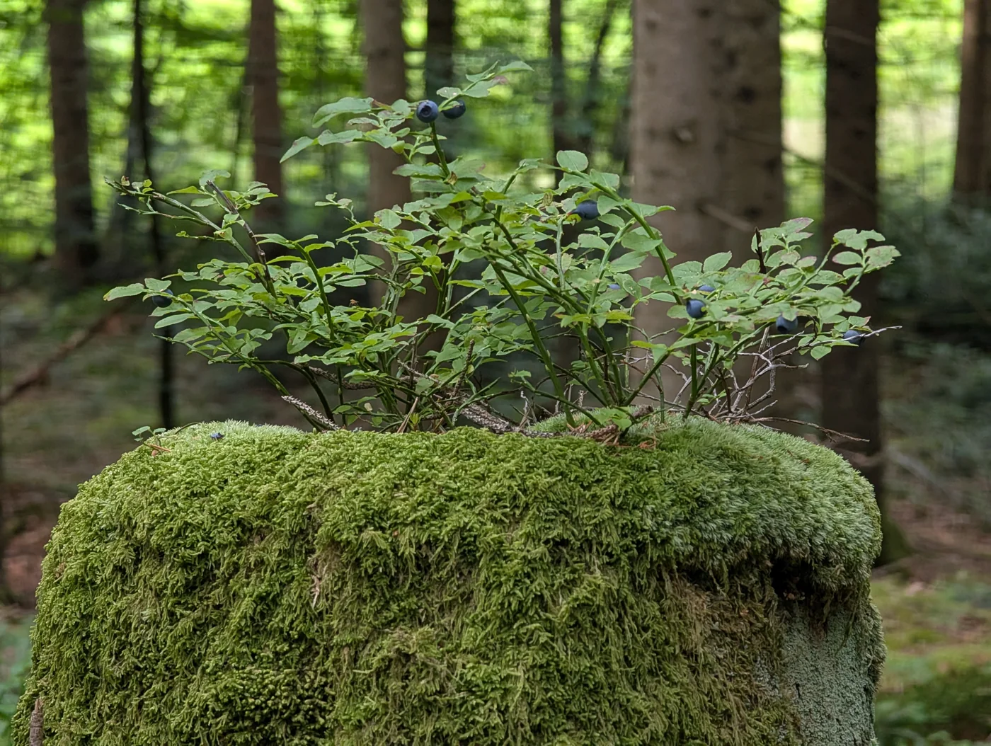 Heidelbeeren wachsen auf einem moosigen Baumstumpf