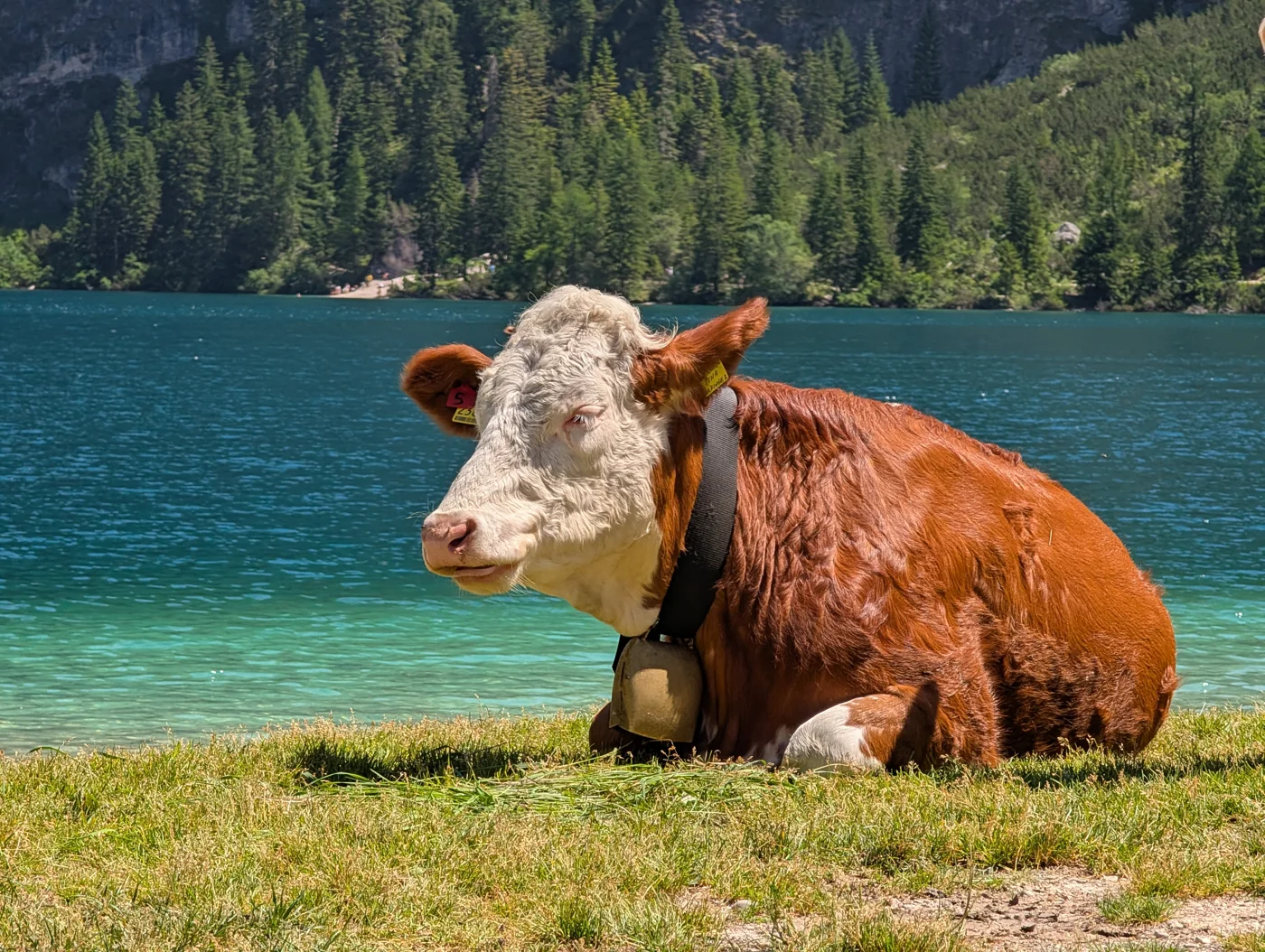 Eine Kuh ruht vor einem türkisfarbenen Bergsee