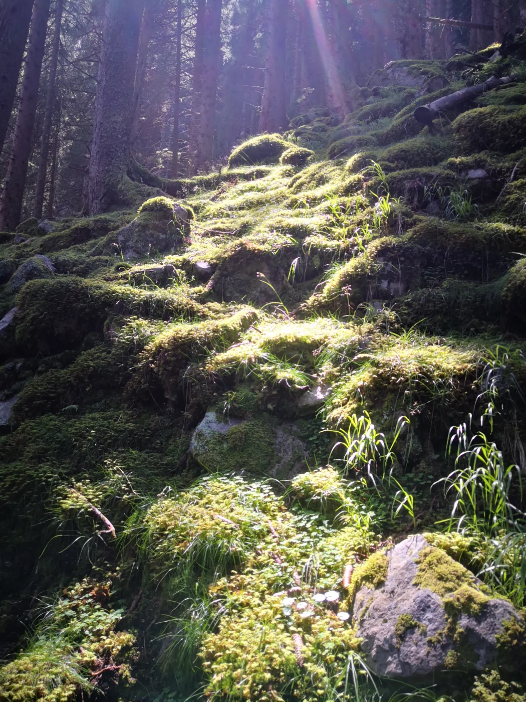 Sonnenstrahlen fallen auf moosbewachsene Felsen im Wald